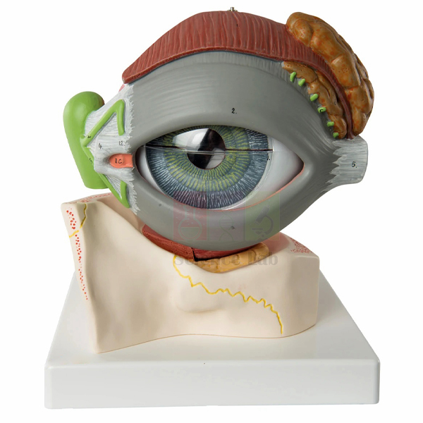 Human Eye Model with Eyelids